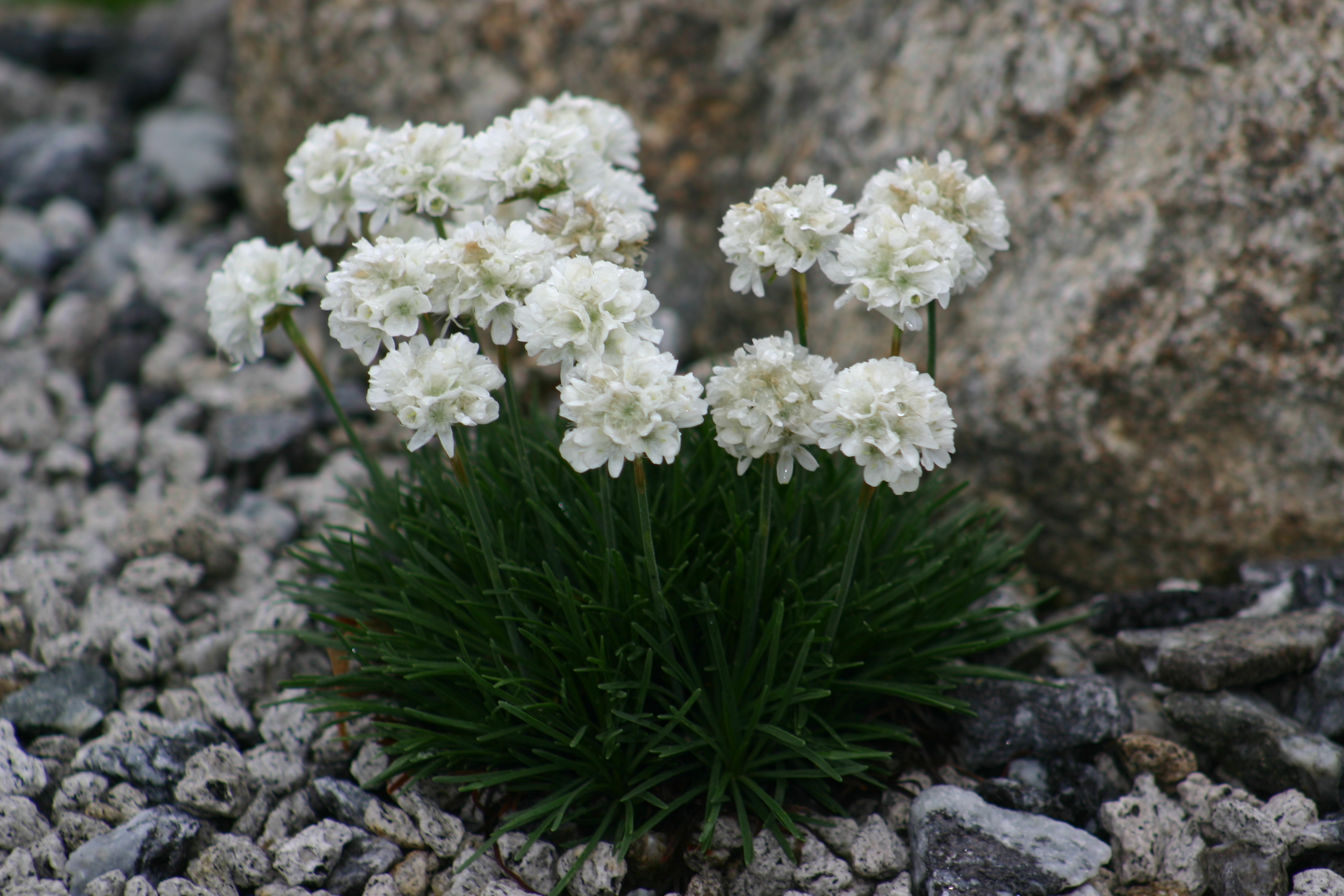 Armeria maritima 'Ministicks white'